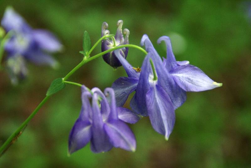 Unser Orchideenpark Bild Nr.085